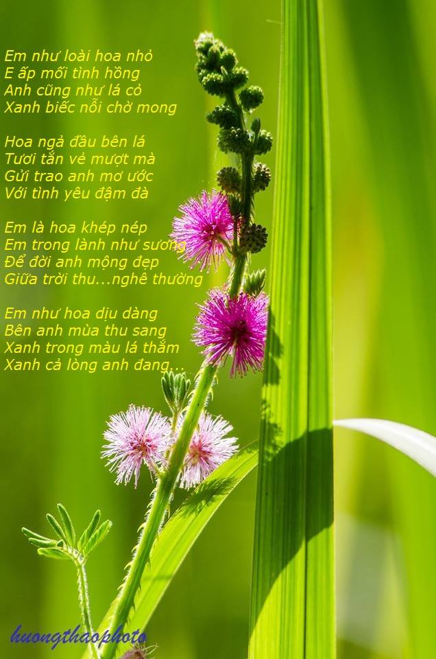 Tho_trinh nu (141030).jpg