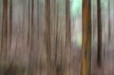 shutter_forest1.jpg