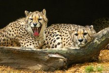 telephoto_two-cheetahs.jpg