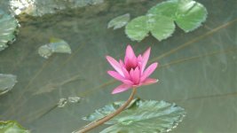 Mekong delta rever with DMC-TZ3 (2).jpg