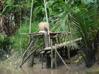 Mekong delta rever with DMC-TZ3 (4).jpg