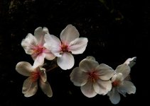 Sakura black back.jpg