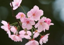 Sakura blur back.jpg