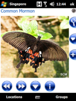 pocket-butterflies-singapore.1_1.png