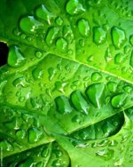 leaf water drops.jpg