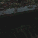 halloween_2010_16.gif