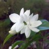 Jasminum